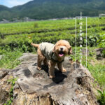 我が家の暑がりワンコに！鯛と夏野菜の薬膳犬ごはんで夏バテ対策