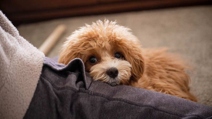 プロのカウンセリングで愛犬の「分離不安症」疑惑が。症状や原因、対策について。