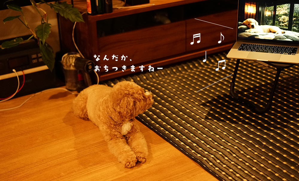 犬の雷対策にyoutubeで落ち着く音源を聞くブラン