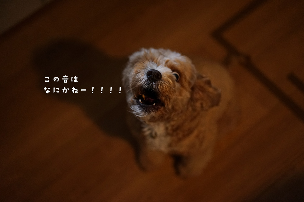 雷の音に吠えるブラン