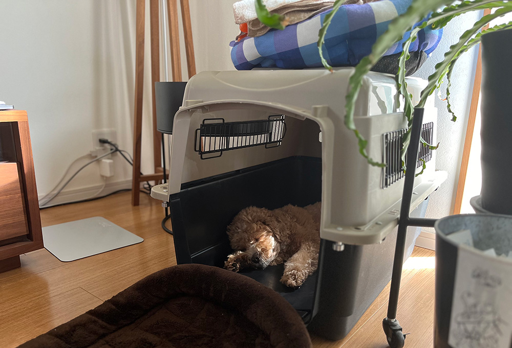 クレートの中で熟睡するブラン