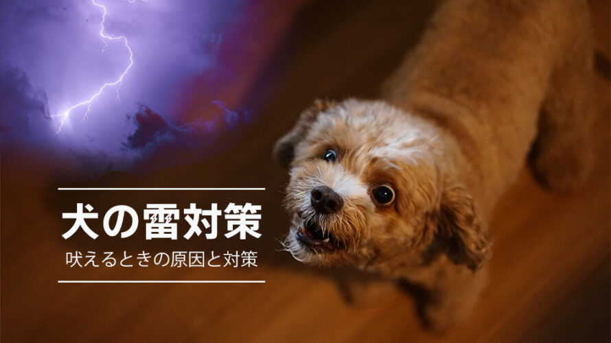 犬の雷対策