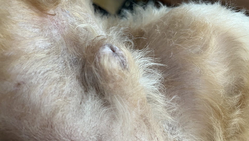 専門医による治療後の患部