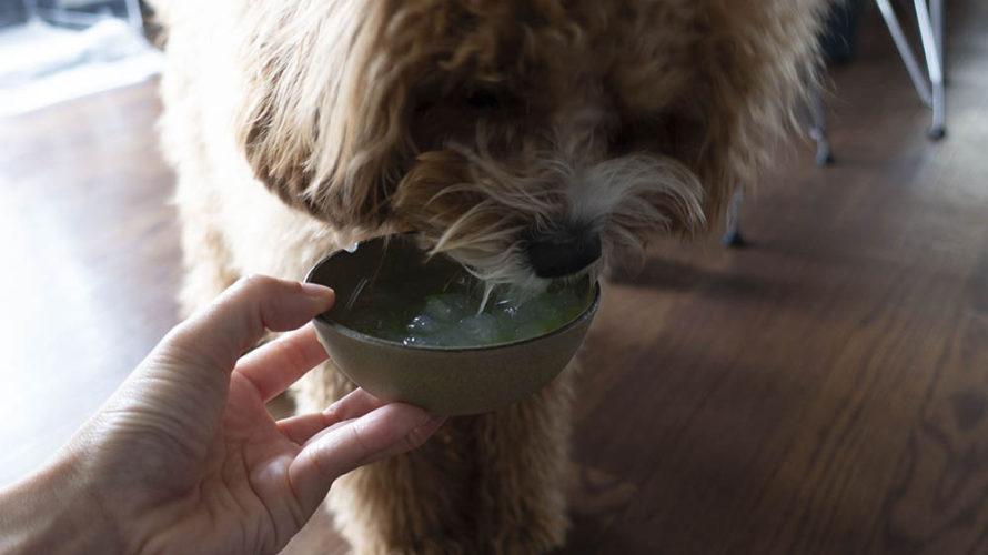下痢気味だった愛犬が「くず湯」「くず練り」で症状改善しました。
