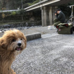 愛犬とお出かけ 大分県 メイプル耶馬サイクリングロード
