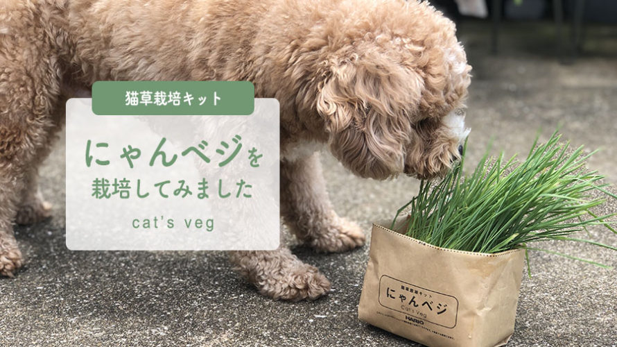 猫草栽培キット『にゃんベジ』を栽培して食べさせてみました。
