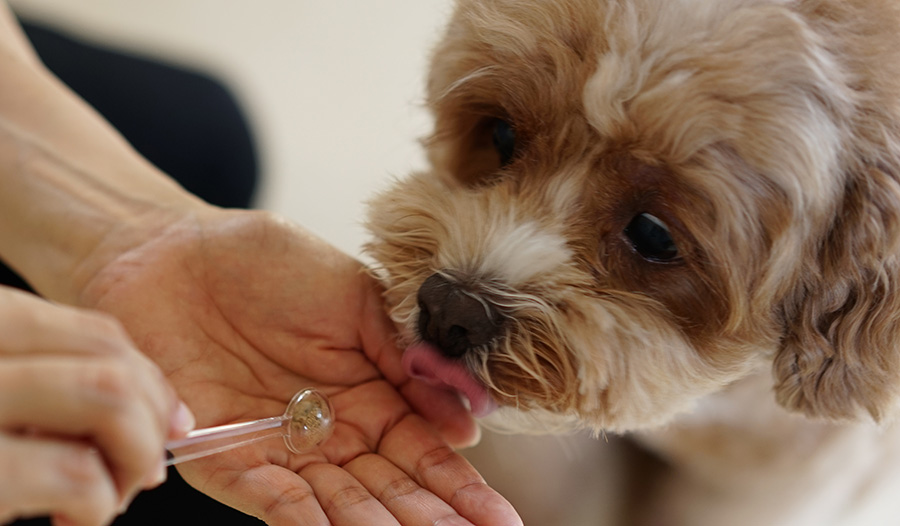 ニコニコサプリを舐めるブラン