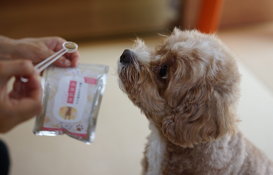 ニコニコサプリに興味津々のブラン