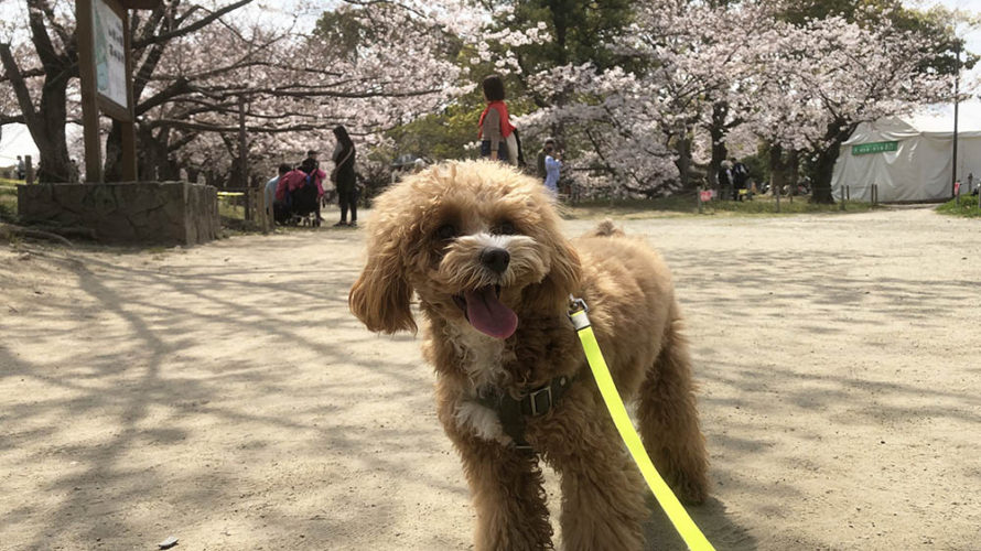 福岡市中央区 花見をしに舞鶴公園へ行ってきました。