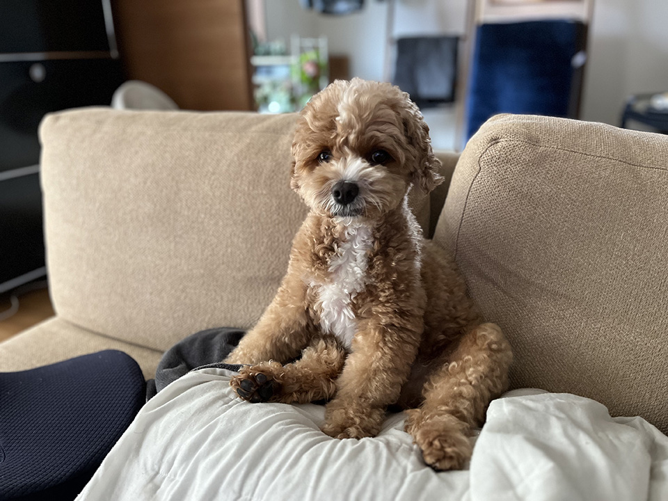 舐める姿勢のブラン