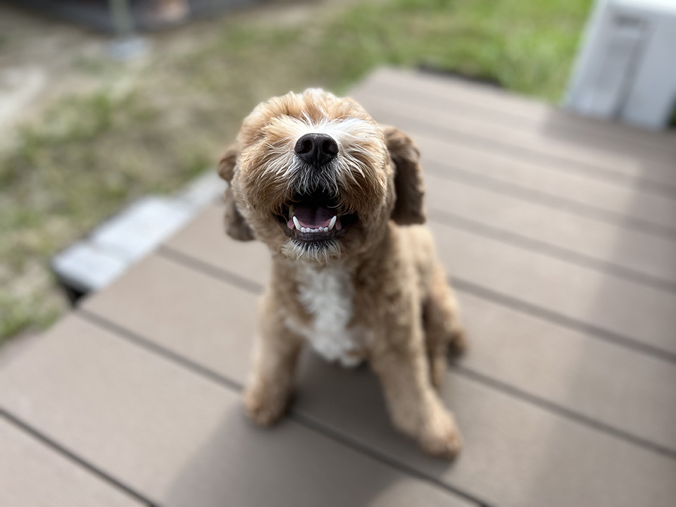 スマイルブラン