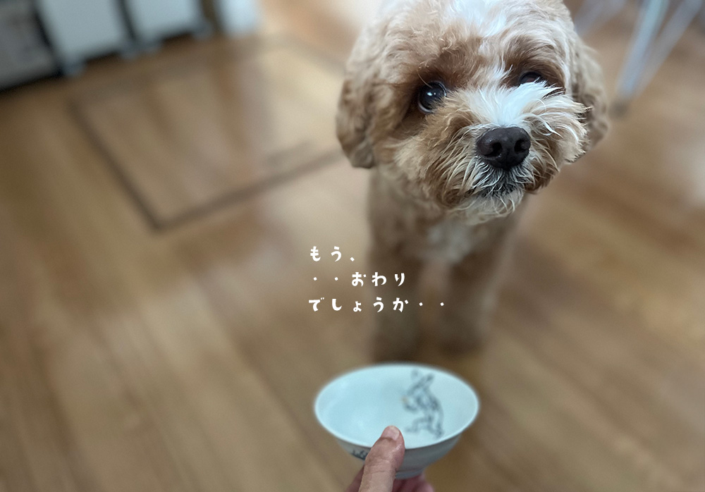 味見のごはんを食べ終わったブラン