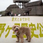 愛犬と吉野ヶ里歴史公園に散歩に行ってきました。